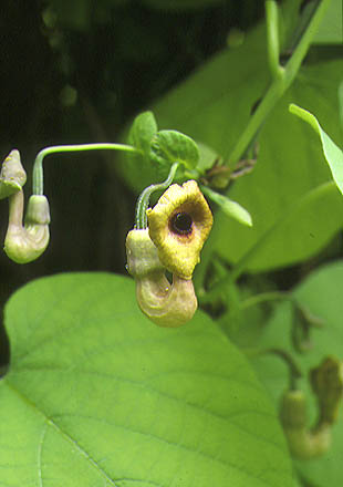 - Aristolochia macrophylla - Bjarne's planter
