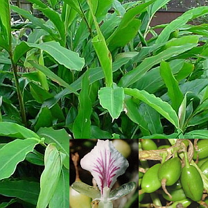 Kardemomme - Elettaria cardamomum - Bjarne's og planter
