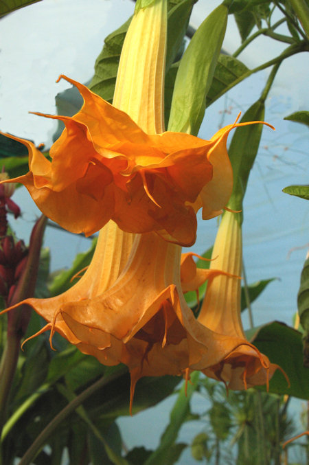 Engletrompet Brugmansia sanguinea - Bjarne's og planter