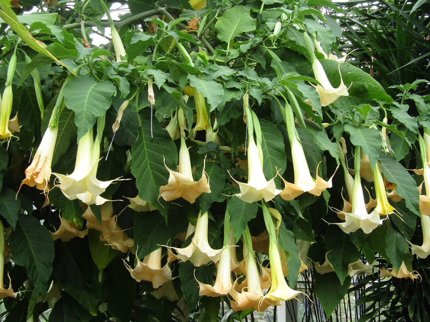 Engletrompet Suaveolens - frø og planter