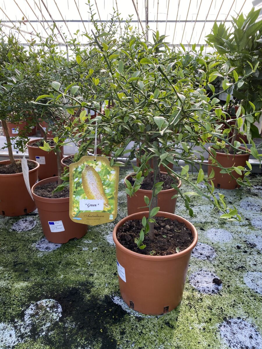 Bergamotte Citrus bergamia - Bjarne's frø og planter